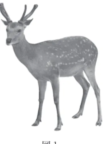 図 1 ⑴ 次のア〜オの動物を，ニホンジカと分類上近い順に左から並べ，記号で答えな さい。 ア．メダカ  イ．イノシシ  ウ．ヤモリ  エ．カマキリ  オ．キツネ ⑵ ニホンジカの足跡として最もふさわしいものを，次のア〜オの中から 1 つ選 び，記号で答えなさい。 ア イ ウ エ オ