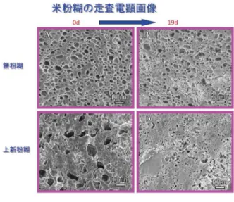 図 8●米粉糊を利用した「とろみ剤」の検討 まず考えてみたのが、米粉糊を利用したとろみ剤の検討です。わが国で米をご飯として食べる需要が低下している中で、米粉の状態にすることでもっと加工食品に応用できるのではないかと考えてみました。ただ米の主成分であるデンプンの老化、つまり硬くなるのが重要な問題になるので、老化の機構がどうなっているかについて試験をしています。その際に、先ほど触れた電顕観察によって微細構造を見ることで、物性の評価ができないかと試してみました。●米粉糊の走査電子顕微鏡観察法  非常に重要なことで