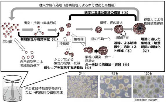 図 5 要素技術の統合により可能となるスケールアッププロセス図 4 集塊懸濁培養におけるヒト iPS 細胞の増殖挙動ルコース等の低分子な栄養源を供給し，更に，ヒトiPS 細胞培地に含まれる高コストな高分子成分（線維芽細胞増殖子 2, トランスフォーミング増殖因子1,  インシュリン ,  血清アルブミンなど）を使用済培地中に温存して再利用することが可能と期待される（④）． ヒト iPS 細胞集塊は懸濁培養時に発生する液流れ等によるシェアストレスに脆弱であることが知られ ており，いくつかの撹拌翼の形状や回転数