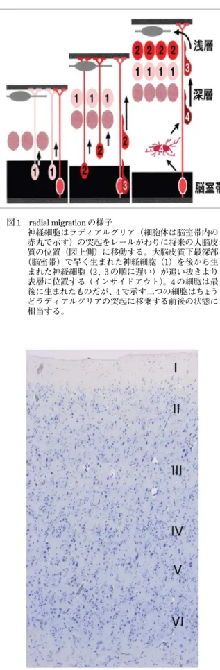 図 2 ヒト大脳皮質での細胞配置（ニッスル染色）    細胞体が染色されている。ローマ数字は大脳皮質    の層（I 〜 VI）を示す。図 1 radial migration の様子    神経細胞はラディアルグリア（細胞体は脳室帯内の   赤丸で示す）の突起をレールがわりに将来の大脳皮   質の位置（図上側）に移動する。大脳皮質下最深部   （脳室帯）で早く生まれた神経細胞（1）を後から生   まれた神経細胞（2，3 の順に遅い）が追い抜きより   表層に位置する（インサイドアウト）。4 の細胞は最  
