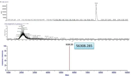 図 7-2．LC-MS による質量分析の例（52mer RNA, 分子量 16676）（上：クロマトグラム，中：メインピークの     MS のデコンボリューション後の結果，下：ショルダー部分の MS のデコンボリューション後の結果）図 7-1．LC-MS による質量分析の例（190mer DNA, 分子量 56309）（上：クロマトグラム，中：メイ    ンピークのマススペクトル，下：デコンボリューション後の結果）細胞内への導入効率向上を目指して末端にペプチドなどを付加することがある。５．オリゴヌクレオチ