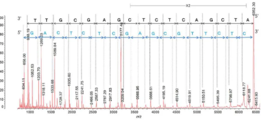 図 8-1．MALDI-TOF-MS の In source decay による配列解析例    （配列： ATCGACTCTCGAGCGTTCTC 全 S 化 DNA 配列は文献 8) に記載のもの）     MALDI-TOF-MS のイオン源で S 化 DNA を分解させ測定し，質量差から製造した     オリゴヌクレオチドの配列を確認した． 図 8-2．酸加水分解による RNA の配列解析例（配列：UCGAAGUACUCAGUGUAAGtt 配列は文献 9) に     記載のもの）     酸で加