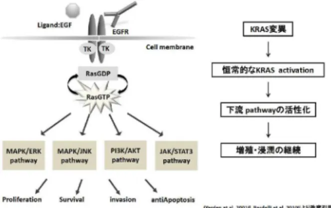 図 2 EGFR シグナル経路における KRAS 変異 KRAS 変異によって変化を来たすマイクロ RNA を同定し、治療応用することを目的として研究を行った。1．KRAS 変異型大腸癌に対する治療概念 上皮成長因子受容体（EGFR）は 170kDa の膜貫通型糖蛋白受容体チロシンキナーゼであり、ほとんどの大腸癌にその発現が認められる。上皮成長因子