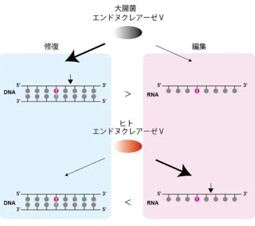 図 21 本鎖の DNA だけを切断したのです。また、もう一つ奇妙だったことは、このヒトのエンドヌクレアーゼ V が細胞核に存在していなかったことです。DNA 修復酵素であれば DNA が存在する細胞核に存在するはずです。しかしその核にはこの酵素はありませんでした。細胞質と呼ばれるところに存在していました。酵素はその特異性が細やかな条件により変化する可能性もありますので、様々な条件でヒポキサンチンを有する 2 本鎖 DNA を切断するかを検討しましたが、結果は得られませんでした。もうひとつの可能性イノシン 