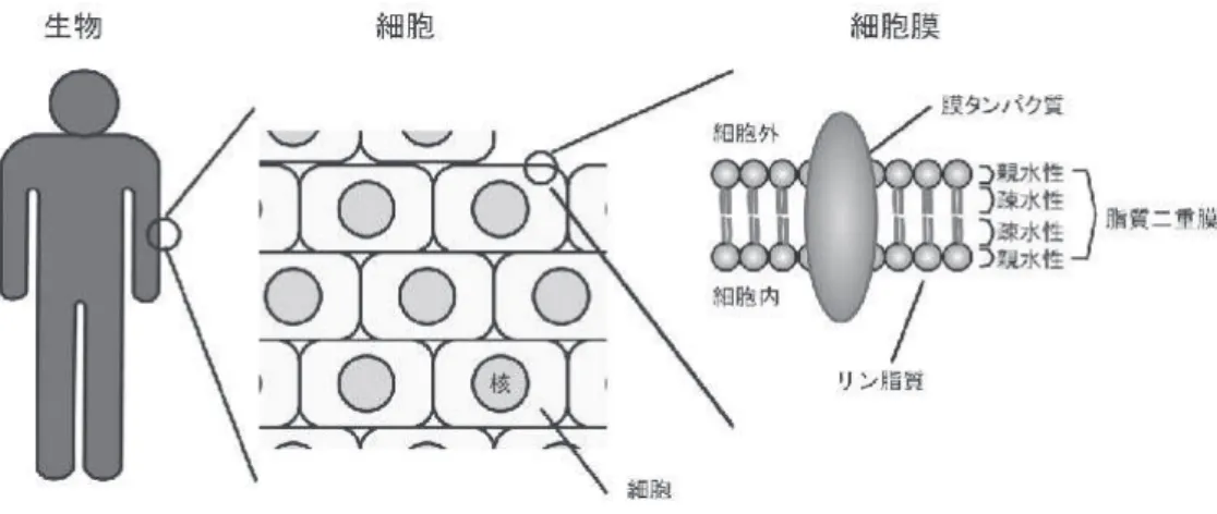 図 1 細胞と細胞膜１．はじめに 本誌に執筆の機会を頂くにあたり、この場をお借りして私の研究について紹介させて頂こうと思う。私は大阪大学大学院生命機能研究科に入学し、小倉明彦教授（大阪大・院・生命機能）と狩野方伸教授（東京大・院・医）のご指導の下で中枢神経の神経伝達をテーマとして研究を進めてきた。本稿では博士論文研究から現在まで取り組んでいる G タンパク質共役型受容体（GPCR）同士の相互作用が神経機能に与える作用について概説したい。生命科学を専門とされていない読者の方にはとっつきにくい話題かもしれないが