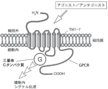 図 2 G タンパク質共役型受容体（GPCR）ܢุ৒EȿɳɑȯޑENAP 図 3 シナプスを 7 回貫通する共通構造を持ち、細胞外部分にはリガンドと結合する部位、細胞内領域には三量体 Gタンパク質と結合する部位を持つ。GPCR はリガンドと結合し活性化すると立体構造が変化し、結合している三量体 G タンパク質を活性化して細胞内にシグナルを伝える（図 2）。GPCR と結合する三量体 G タンパク質は大きく分けて 3 種類に分類され、それぞれ異なった細胞応答を引き起こす (1)。三量体 G タンパク質以降のシ