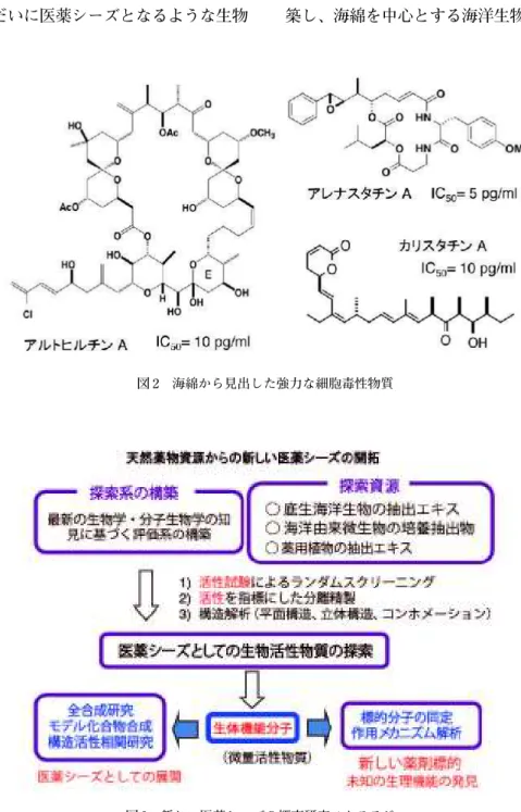 図 2 海綿から見出した強力な細胞毒性物質 図 3 新しい医薬シーズの探索研究ストラテジーめてサポニンの全化学構造を決定することができた。ホロトキシンと命名されたこのサポニンは、強力な抗真菌活性を有し、現在、水虫薬として実用化されている。 さらに、沖縄サンゴ礁には海綿という面白い生物がいて、海綿からはこれまでの植物成分にはない新奇な化学構造の化合物が得られることがわかり、自ら潜ってスキューバダイビングによる海洋生物の採取を始めた。そして、沖縄本島や八重山諸島のサンゴ礁で採取した海綿からは、次々に面白い化学構