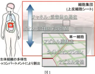 図 2図 1 − 84 −生 産 と 技 術  第66巻 第３号（2014）＊ Sachiko TSUKITA1954年1月生東京大学 薬学部 製薬化学科（1976年）現在、大阪大学 大学院 生命機能研究科/医学系研究科 分子生体情報学 教室教授 博士（医学）  細胞生物学TEL：06-6879-3321FAX：06-6879-3329E-mail：atsukita@biosci.med.osaka-u.ac.jp 上皮細胞間接着装置タイトジャンクションを起点とした生体機能システムの構築Sophistica