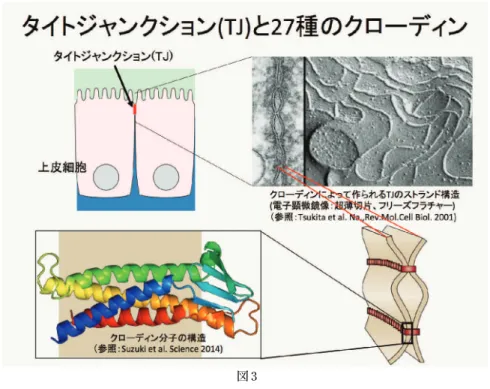 図 3 − 85 − 生 産 と 技 術  第66巻 第３号（2014）２ 研究内容 微小環境の異常は、がん、炎症、自己免疫疾患、代謝異常など多種の病態の原因になることが知られており、多くの研究が行われている。こうした知見に加え、生物の有する高度な生体機能を、多様な微小環境が協調的に働いた結果生じるものとして捉えることで、これまで明らかにされなかった発生・分化、病態形成における様々な命題に新たな解釈を与えることが出来る。(1) タイトジャンクション (TJ) 接着分子クローディン研究 私共ではこれまで、TJ
