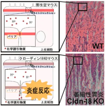 図 4 生 産 と 技 術  第66巻 第３号（2014） − 86 −外界に直接接する皮膚ばかりが問題ではない。例えば大腸には通常は常在菌とはいえ、細菌が定着している。もし、バリアーが崩壊すれば、免疫系がはたらき、炎症が生じる。胃では、胃酸が分泌され、バリアーがなければ、粘膜下が酸性になり、化学的な障害を生じる。腸管における膵液の場合も同様である。＜バリアー機能不全の例としての、クローディン18 ノックアウトマウス＞ クローディン 18 胃型ノックアウトマウスでは、プロトンを含むカチオンへの透過性が亢進し
