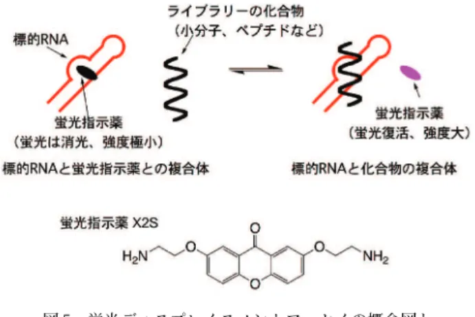 図 5 蛍光ディスプレイスメントアッセイの概念図と    蛍光指示薬 X2S見が、生物学の飛躍的な進展に寄与することは明らかである。先に挙げたエクソンスキッピングを誘起する小分子は細胞系でのスクリーニングで見出されているが4、より一般的な RNA −小分子相互作用の研究を加速するには、簡便な方法で相互作用が判 る手法を用いた探索手法が必要となる。従来の相互 作用研究では、RNA もしくは小分子のどちらか一 方を蛍光標識して、RNA −小分子複合体の形成に よる蛍光変化を結合の指標としていた。このように 標的
