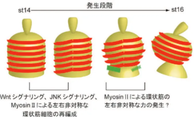 図 2 内臓筋の左右非対称な再編成によって    左右非対称な形態ができる。 図 1 (A) ショウジョウバエの内臓は左右非対称である。    (B) 前腸、中腸、後腸から成る胚消化管の左右非対称性。    (C) 胚消化管の前方部と後方部の左右非対称性は独立の      機構で形成される。 異のホモ接合体の消化管に左右非対称性の異常を示 すものを網羅的に探索した。その結果、胚消化管の 左右非対称性が異常になる突然変異を複数同定する ことに成功した。これらの突然変異は、胚消化管の 左右非対称性の異常を指標と