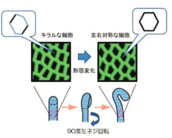 図 3 細胞のキラルな形が左右対称化することで、    消化管の左ネジ方向の捻転が起こる。あるかどうかも、残された重要な課題である。4．胚後方部の左右非対称性が形成される機構 野生型胚の消化管の後腸は、発生の早い時期では左右対称で、先端部が腹側に屈曲した形態をとる。発生が進むにつれて、後腸は、後方から見て反時計回りに 90 度捻転する。この結果、野生型胚の後腸は、その先端側が右側に屈曲した形態になる（図 3）。後腸は、単層上皮の管と、これを取り巻く内臓筋から成る。後腸の捻転は、上皮の管だけで正しく起こる。こ