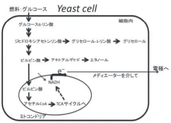 図 2 酵母細胞内でのグルコース代謝 図 1 2 槽型酵母燃料電池の模式図 食経験のある安全な微生物で、遺伝的な改変操作が容易で、高い糖資化能を持つなどの特徴を有し、触媒微生物としても有望と考えられる。当大学工学研究科機械物理系専攻の脇坂名誉教授が、「誰でも手に取ることができる安全な材料を使う」というコンセプトで、酵母を用いたグルコース燃料電池の研究を始め、我々のグループがそれを引き継ぐ形で研究を進めている。他のグループの報告もあるが、酵母での出力は他種の触媒微生物を用いた結果と比べ低い。例えば、S