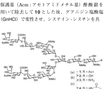 Fig 1. Synthesis of oligosaccharide derivatives. Fig 2. Native chemical ligation − 89 − 生 産 と 技 術  第63巻 第４号（2011）用いることにした。そして、この糖鎖を化学修飾後ハロアセトアミド体4とし（Fig