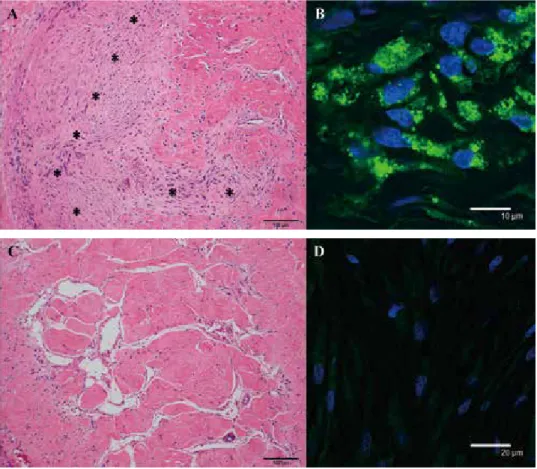 Fig. 1  Histological evaluation of the penile corpus cavernosum. (A) The cell-implanted corpus cavernosum con- con-tained clusters of cells (asterisks)