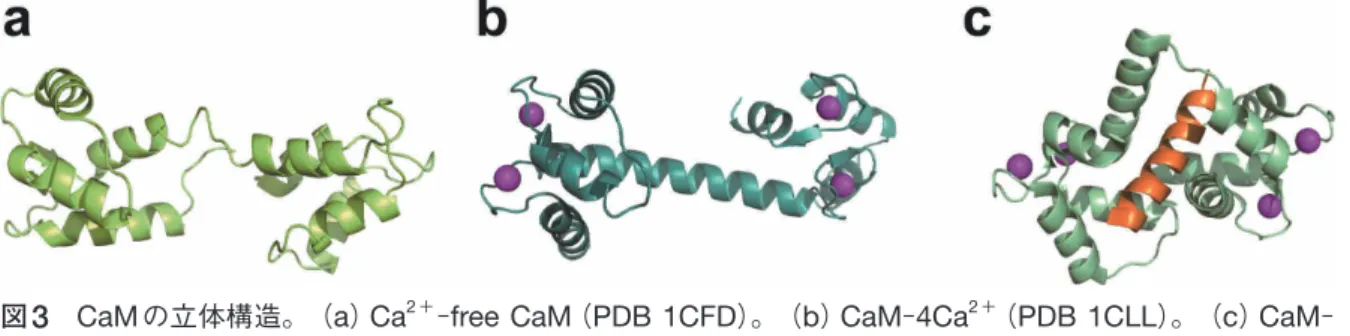 図 3   CaM の立体構造。 （ a ） Ca 2＋ - free CaM （ PDB 1CFD ）。 （ b ） CaM - 4Ca 2＋ （ PDB 1CLL ）。 （ c ） CaM - -4Ca 2+ - MLCK ペプチド複合体（ PDB 1CDL ）。 Ca 2+ を紫で、 MLCK をオレンジで表示している。