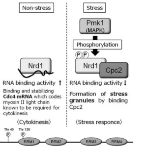 Fig. 1. Biological background. 