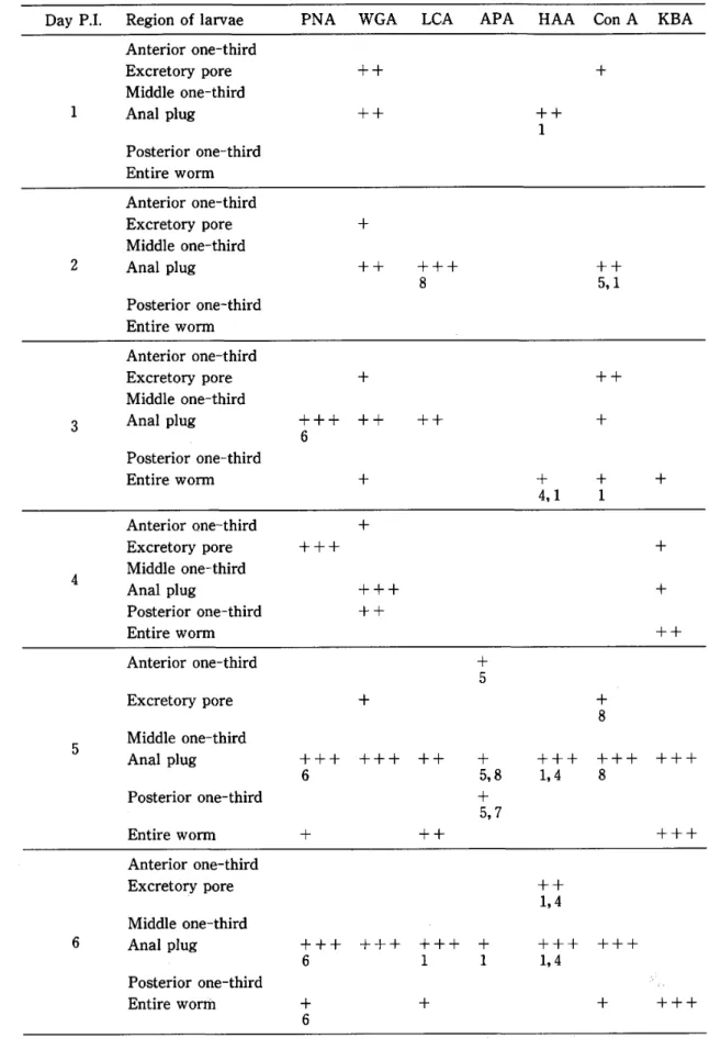 Table 4  FITC‑conjugated lectin binding onto developing stages of Brugia pahangi  Day P.1.  Region of larvae  PNA  WGA  LCA  APA  HAA  Con A  KBA 