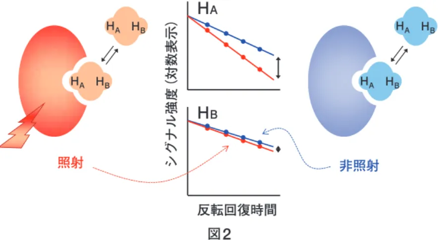 図 4 （ a ） ）についても、 DIRECTION 法によるエピ トープマッピング実験を行った ［7］ 。その結果（図 4 （ b ） ）、 BMU の N- メチル 基（ H4 ）は、他 の部 位 （ H1/2 、 H3 、 H5 ）に比べ、 T 1 緩和速度の差が小さ いことから、その周囲を標的分子の水素原子で密に 囲まれていないと推察された。逆にいえば、この部 位により大きい官能基を導入することで、標的分子 とのより良いコンタクトを形成できる可能性がある と考えられる。実際に、このメチル基をよりか