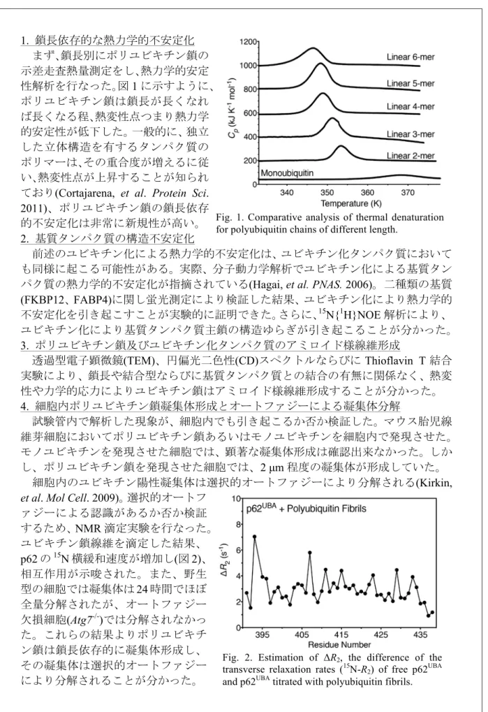 Fig. 1. Comparative analysis of thermal denaturation  for polyubiquitin chains of different length