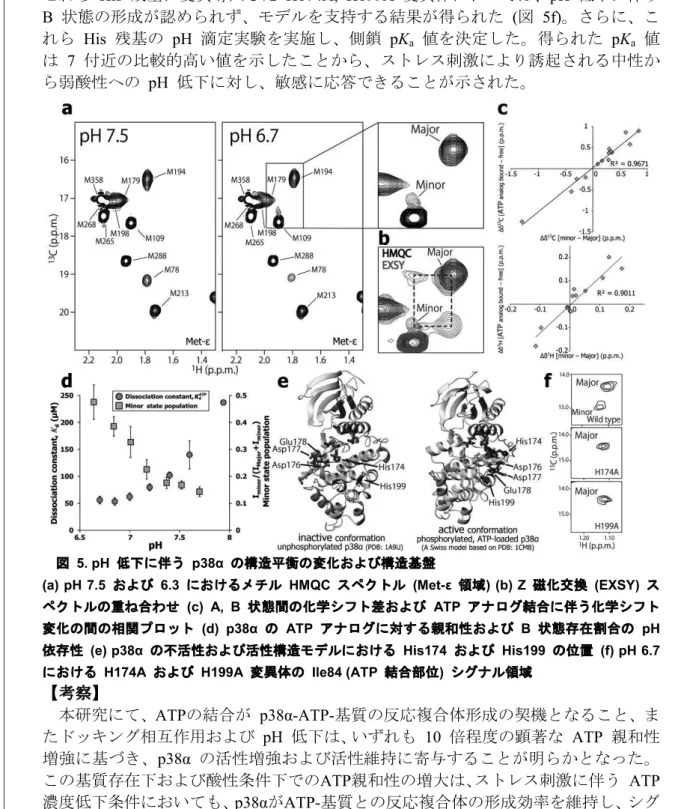 図   5. pH  低下に伴う   p38α  の構造平衡の変化および構造基盤