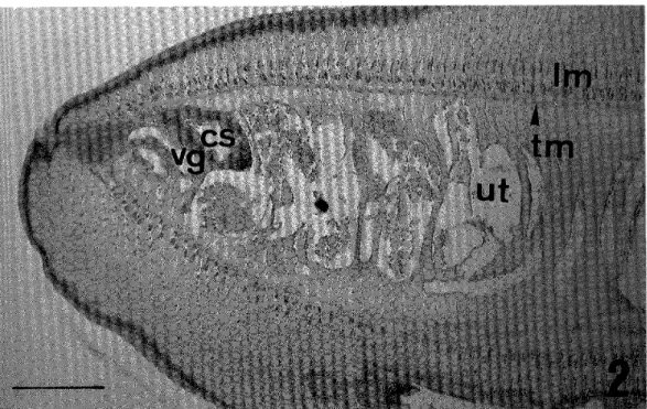 Figure 2  Transverse section near posterior border of the proglottid of B. strderi  (Scale bar: 0.46 mm) , 