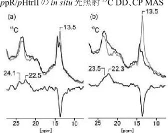 Fig.  3 In  situ  photo-irradiated 13 C  CP  MAS  NMR spectra  of  [15,  20- 13 C] retinal-ppR (left), ppR/pHtrII complex (right) at 253 K