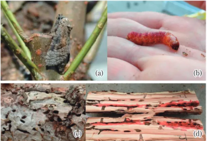 Fig. 2 Adult (a) and larvae (b) of Cossus insularis(b)(b)(c)(c)(c)(d)(d)(d)(a)(a)