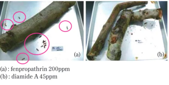Fig. 14 Insecticidal activity of various insecticides  on old aged larvae of Carpenter moth,  Cossus insularis, by the liquid injection into  the larval tunnel of pear branch (φ4–6.5cm)