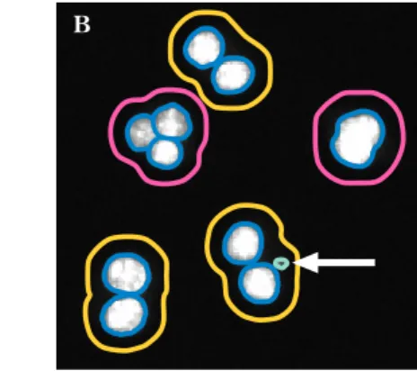 Fig. 1 Application of image analysis to micronucleus test on determination of cell type and micronuclei.