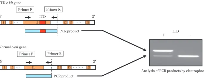 Fig. 2 Summarized diagram of genetic test for canine c-kit mutation