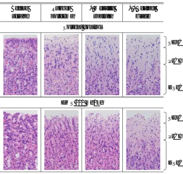 Fig. 8 DNA damage of the layers in fundal  glands induced by EMS