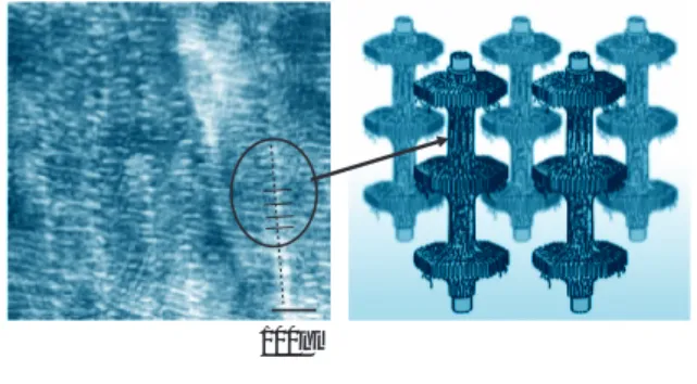 Fig. 16 Schematic illustration for deuterated label- label-ing techniqueHydrated Low Mw componentMw distribution Mw distributionHydrated High Mw componentHydrated Low Mw component DeuteratedHigh Mw component