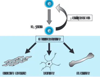 Fig. 2 Pluripotency of ES cells