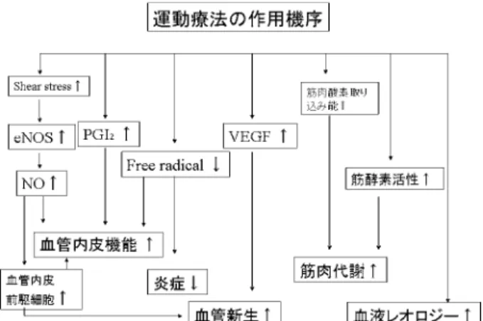 図 1 虚血性心血管疾患における運動療法の作用機序