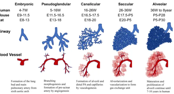 Fig.   1   Overview of the lung developmental stages in humans and rodents