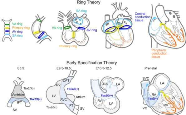 Fig.   10  マウスの研究に基づいた心臓刺激伝導系の分化を説明する 2 つの仮説（ Ring theory ：上段， Early speciﬁca- speciﬁca-tion theory:  下段， E8.5 はマウスの胎生日数 8.5 日を示す）