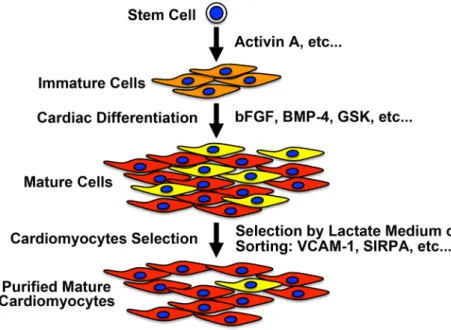 Fig.   3   A representative diagram of cardiac diﬀerentiation and puriﬁcation method