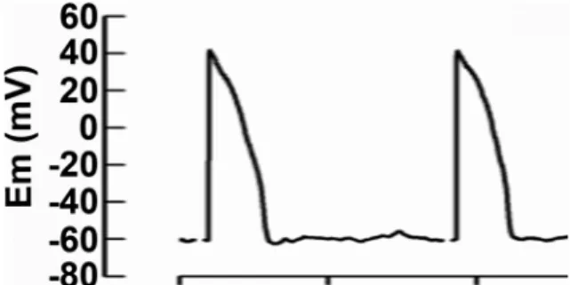 Fig.   5  Action potential recorded from human  induced pluripotent stem cell-derived  ven-tricular cardiomyocytes