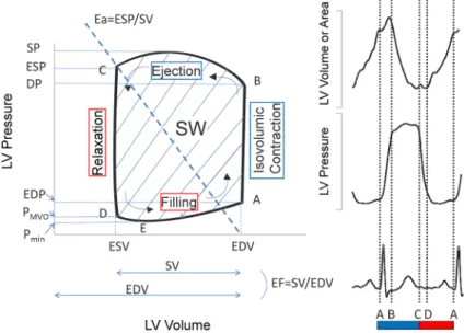 Fig.   1   Pressure ‒ volume counterclockwise loop during one cardiac cycle