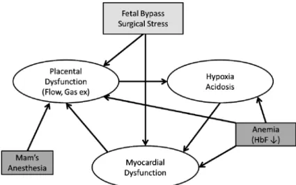 Fig.   1   Influences of fetal cardiac bypass