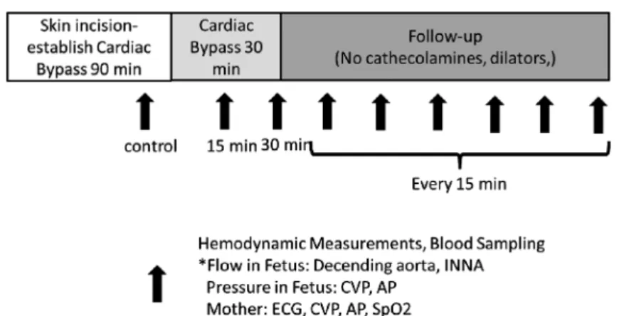 Fig.   3   A typical protocol for experiments on fetal cardiac surgery using extracorporeal circulatory support
