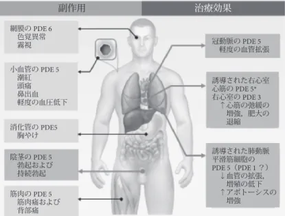図 2   PDE5-I の全身諸臓器に及ぼす治療効果（右側）と副作用（左側） 各種 PDE 阻害薬の急性効果の比較 肺 血 管 抵 抗 係 数 の 変 化 量 （ % ） シルデナフィル 50mgバルデナフィル10mgバルデナフィル20mgタダラフィル20mgタダラフィル40mgタダラフィル60mg#: p<0.05(vsタダラフィル 40mg 群 ) Scheffe post-test0－5－10－15－20－25－30－35－40 －45 20 30 40 50 60 70 80 90 100 