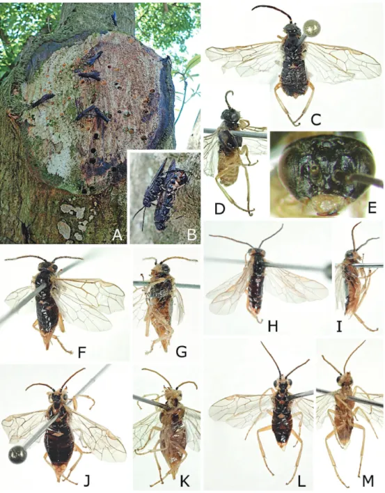 Fig. 1. A–B, Tremex apicalis: A, several male adults on the trunk of Lithocarpus edulis; B, a male adult on the same  tree trying to copulate with an already dead and half broken body of a female adult