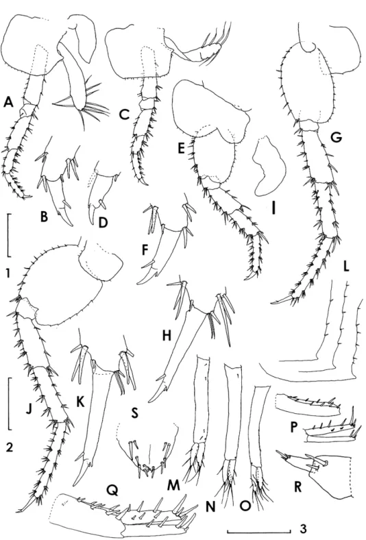 Fig. 7.  Miyamotoia daitoensis sp. nov. Ovigerous female 11.0 mm (holotype). A, C, E, G, J, pereopods 3–7; B, D,  F, H, K, dactyli of pereopods 3–7; I, coxal gill of pereopod 6; L, pleonite side plates 1–3; M–O, pleopods 1–3; 