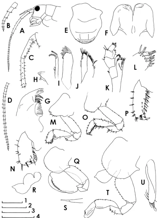 Fig. 8.  Leptorchestia biseta sp. nov. Male 9.8 mm (holotype), A–N, Q, R, S; female 16.0 mm (paratype), O, P, T,  U