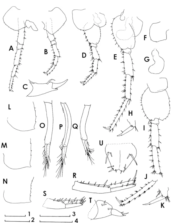 Fig. 9.  Leptorchestia biseta sp. nov. Male 9.8 mm (holotype). A, B, D, E, pereopods 3–6; C, pereopod 4 (dacty- (dacty-lus); F, pereopod 6 (coxa, medial view); G, pereopod 6 (coxal gill); H, pereopod 6 (dacty(dacty-lus); I, pereopod 7  (coxa– carpus); J, p