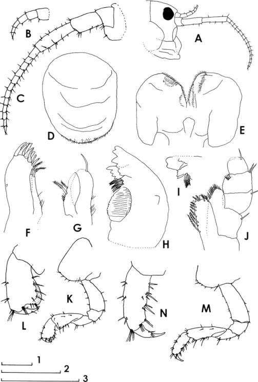 Fig. 10.  Morinoia chichijimaensis sp. nov. Male 7.6 mm (holotype), B, C, K, L; female 9.0 mm (paratype,  NSMT-Cr 26854), A, M and N; female 10.5 mm (paratype, NSMT-Cr 26852), D–J
