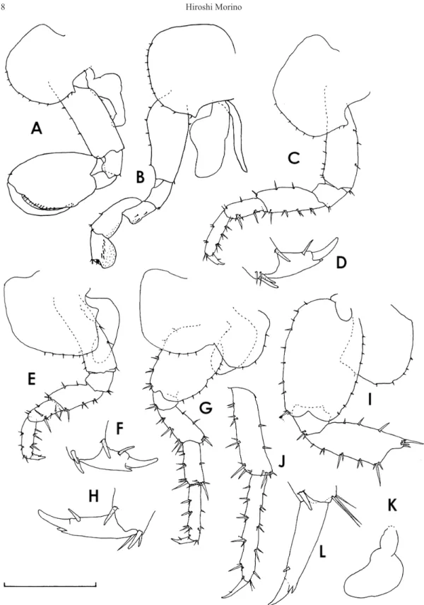 Fig. 11.  Morinoia chichijimaensis sp. nov. Male 7.6 mm (holotype), A, C–L; female 9.0 mm (paratype, NSMT-Cr  26854), B
